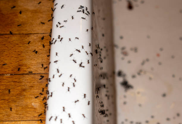 Best Best Pest Control Companies  in Binghamton, NY