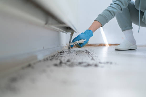 Best Ant Control Services  in Binghamton, NY